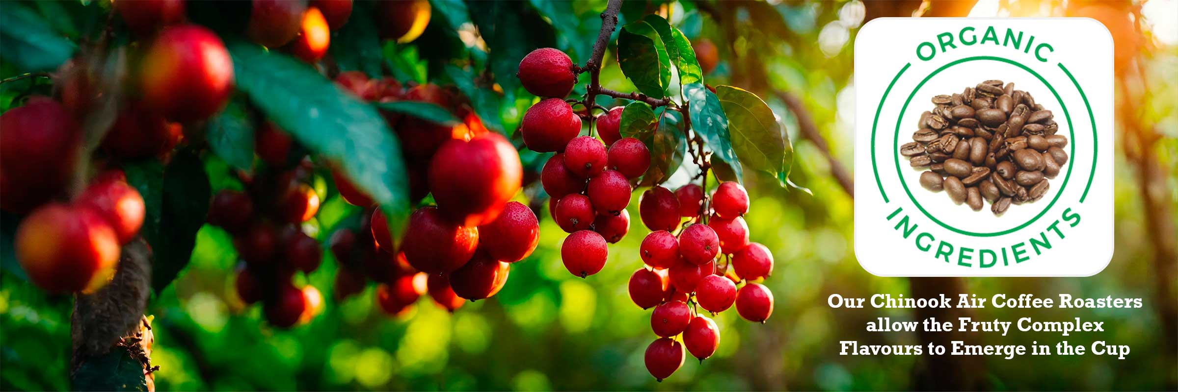 Many Colours Coffee Cherries Many Colours Coffee Cherries